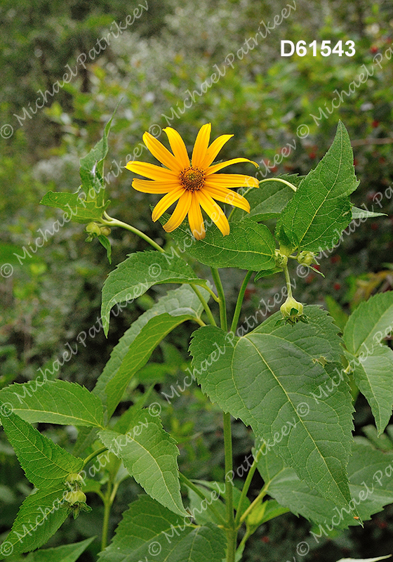 False Sunflower (Heliopsis helianthoides)